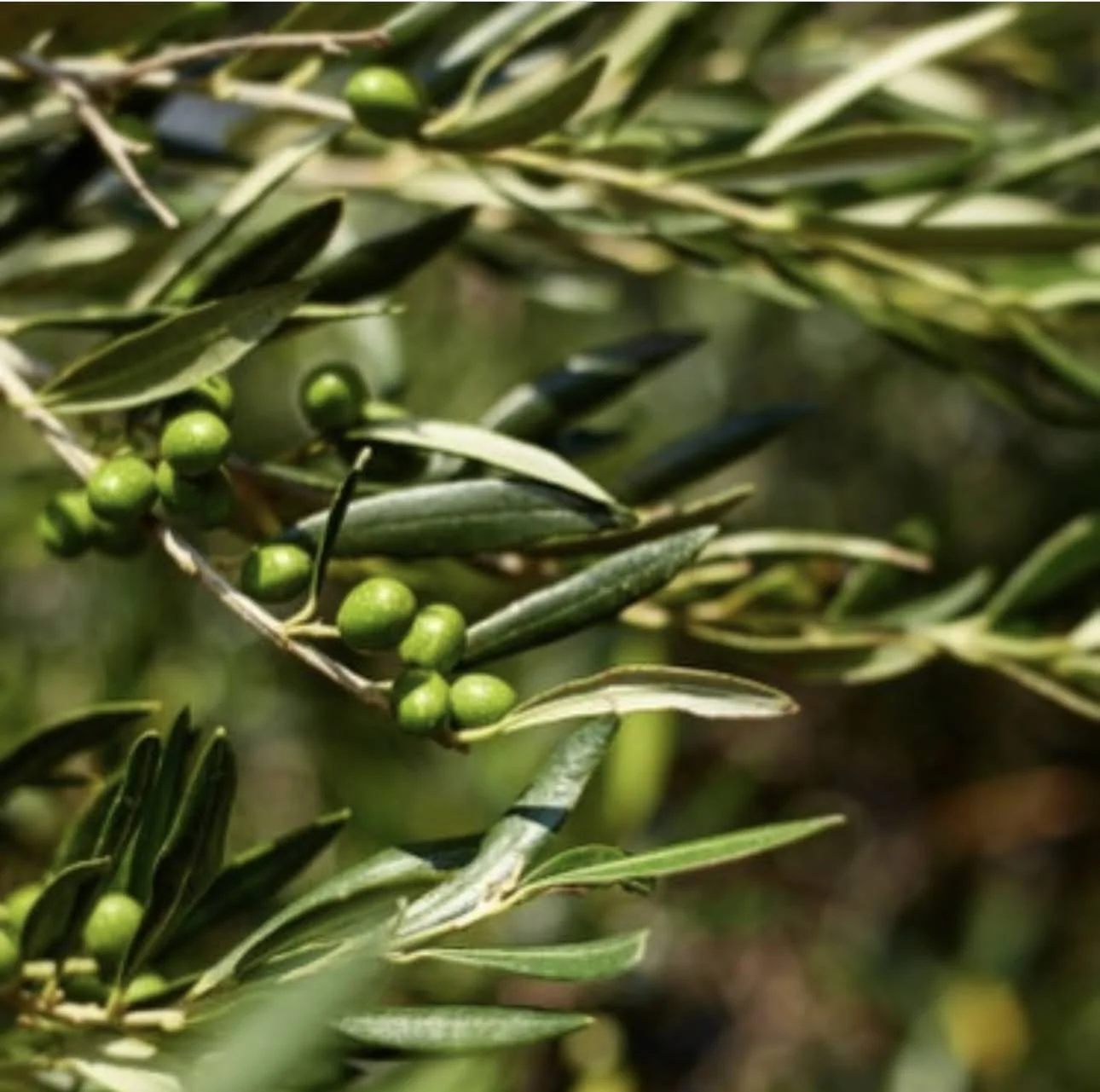 Green olives on the branch