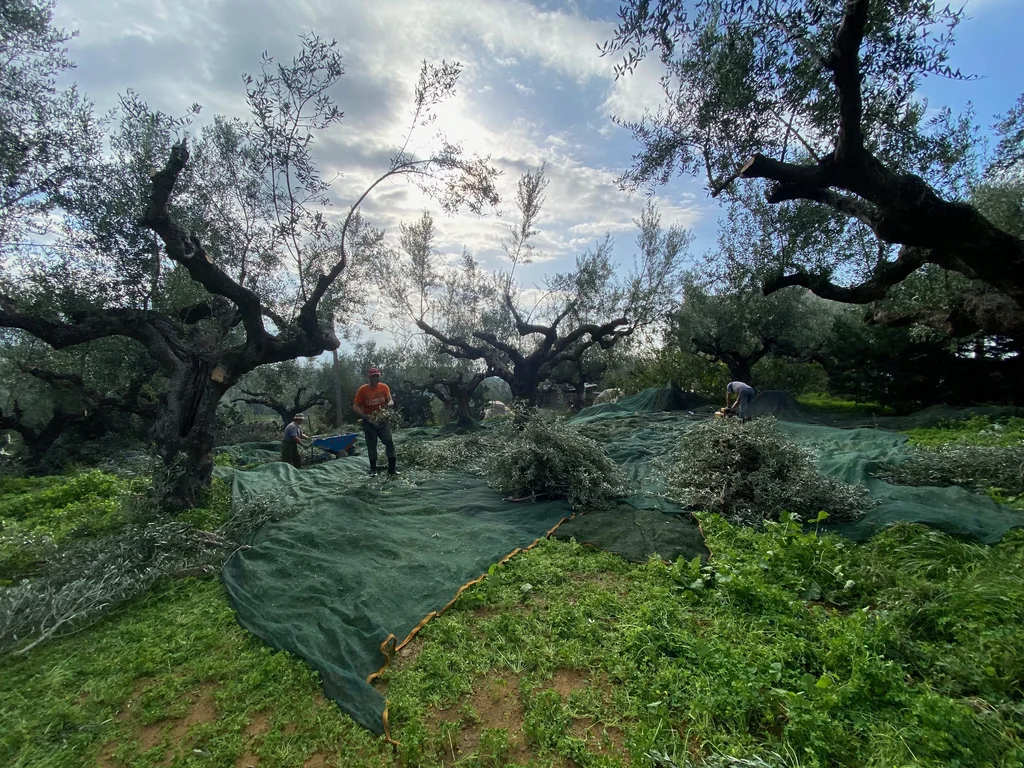 Harvesting the olives with nets at Villa Georgia, November