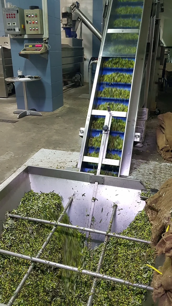The olives going into the press