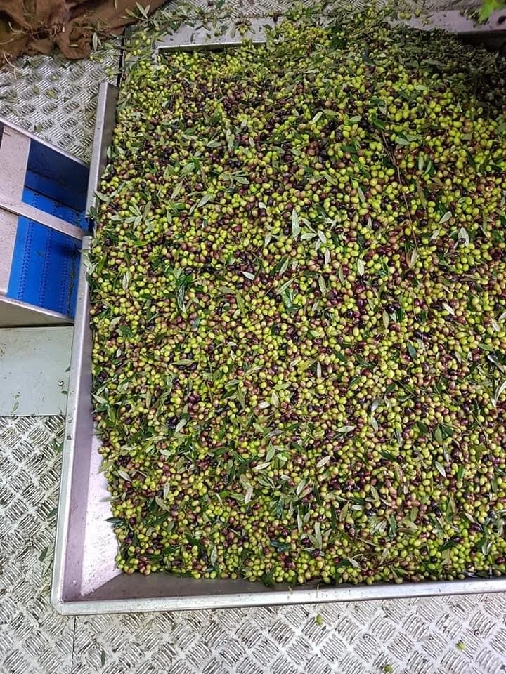 The day&rsquo;s pick, green and ripe olives together