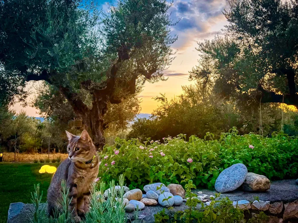 Villa Georgia — the house and the olive grove, Kalamata