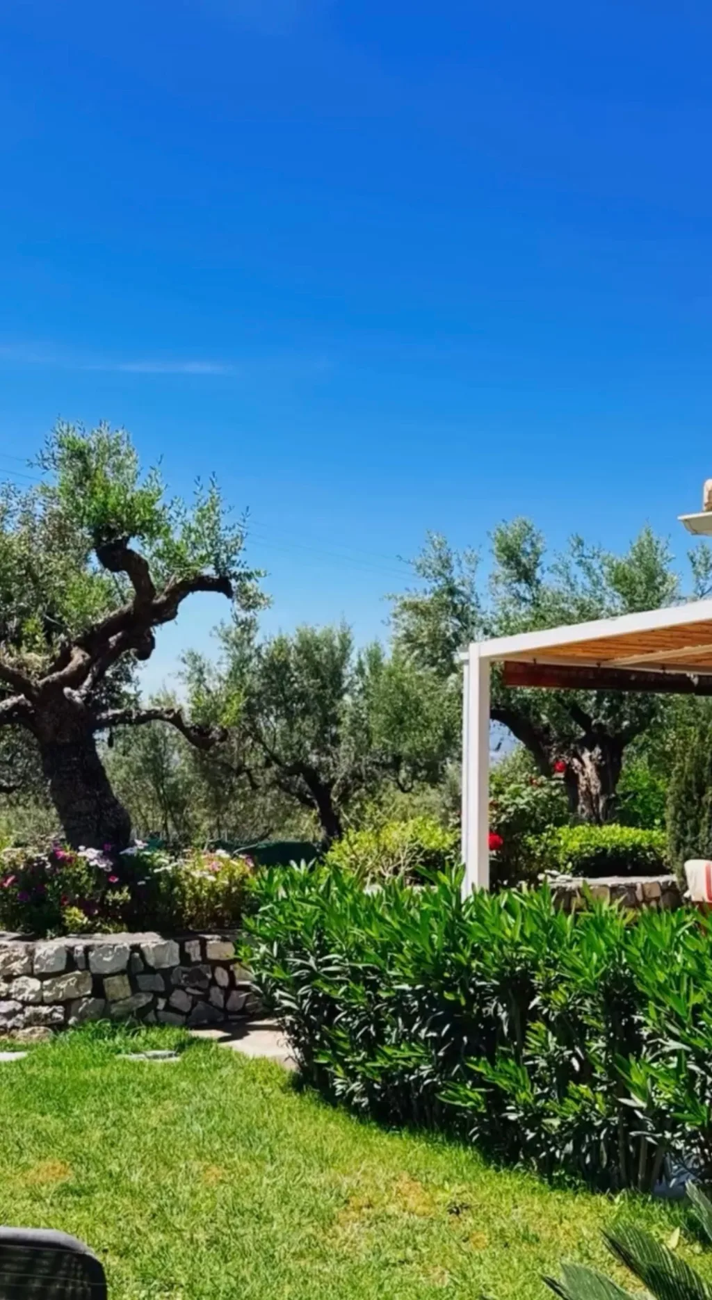 The garden and olive grove at Villa Georgia, Kalamata