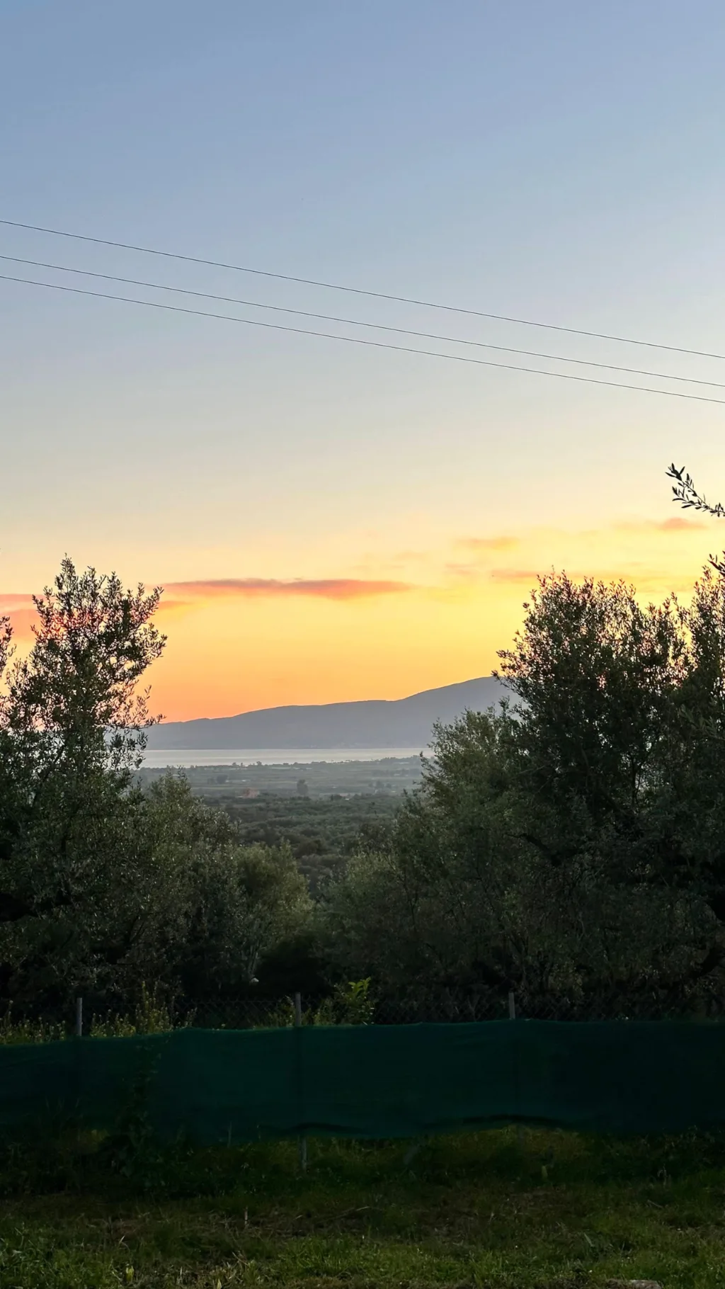 The garden and olive grove at Villa Georgia, Kalamata