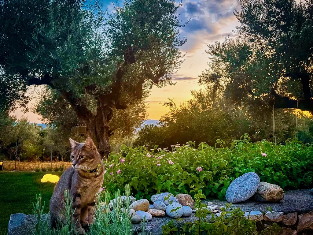 The resident cat in the flower bed as the sun sets behind the olive trees