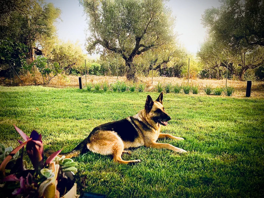A dog resting on the lawn in the olive grove — pets stay free