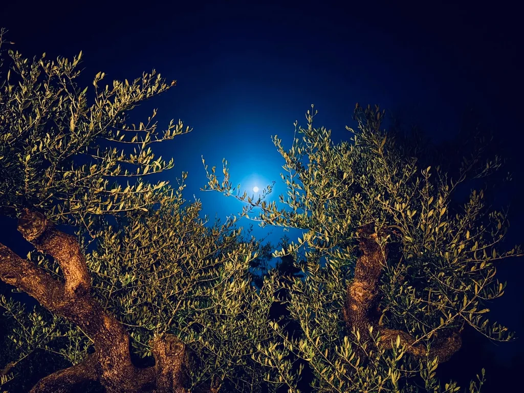 A full moon rising through the olive branches